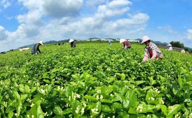 好消息!横县茉莉花茶入选首批中国农业品牌目录